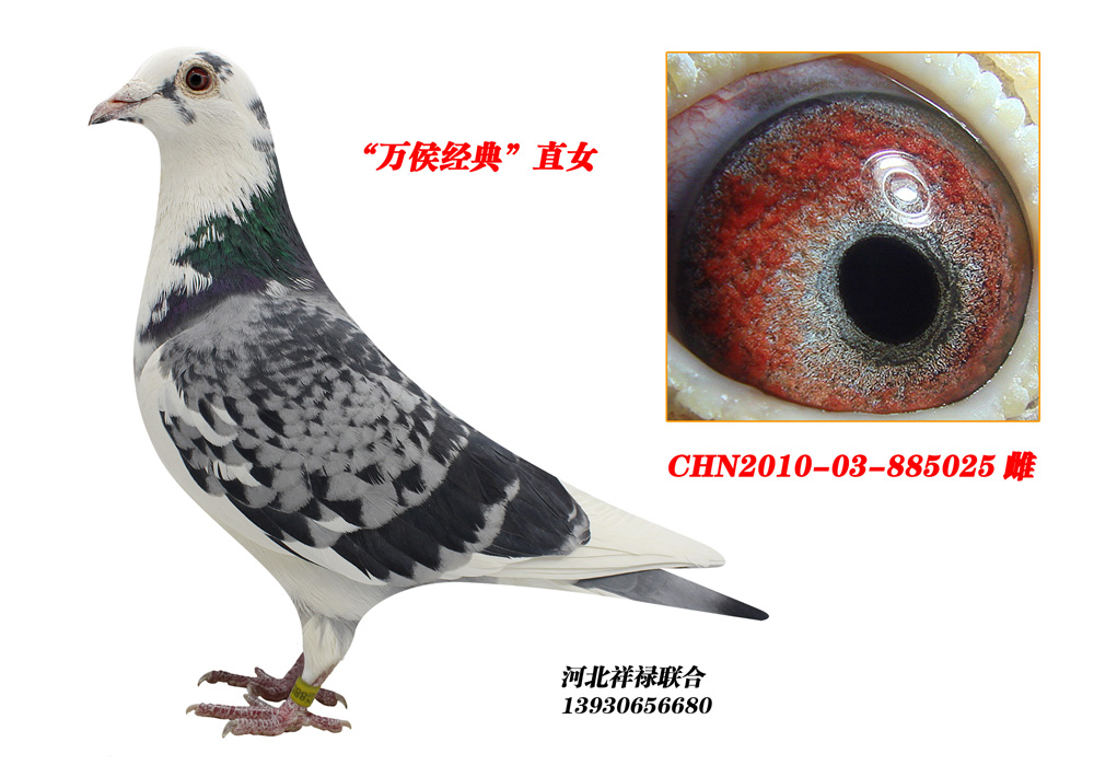 万侯经典直女_祥禄赛鸽_ag188.com爱鸽商城_中国信鸽信息网