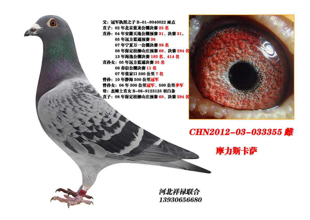 摩力斯卡薩_祥祿賽鴿_ag188.com愛鴿商城_中國信鴿信息網