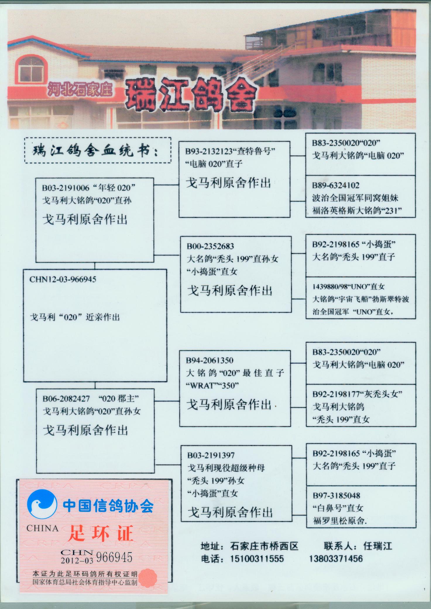微信 qq 鸽友圈 相关图片   血统书 信鸽特征                    