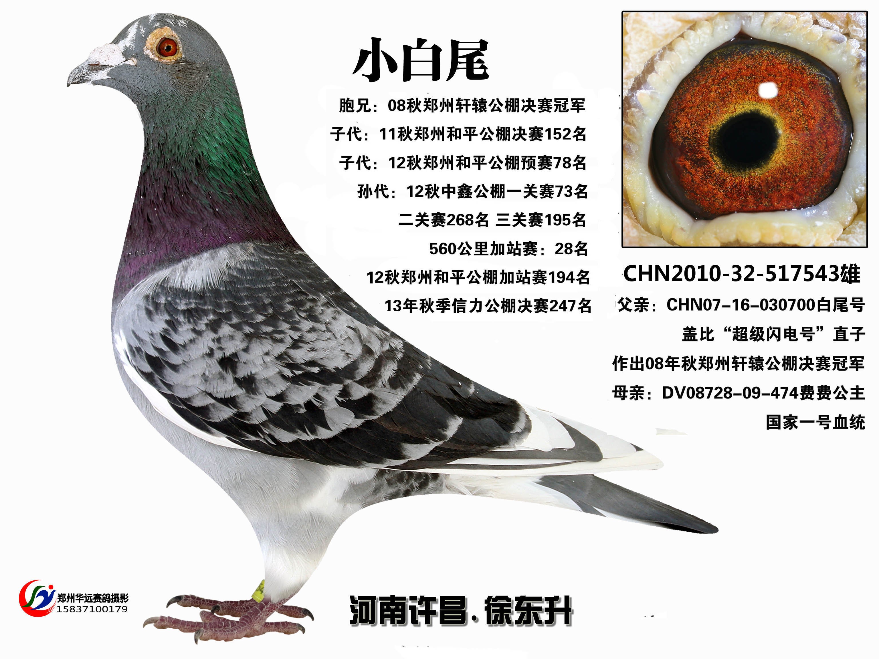 小白尾_许昌徐东升鸽舍_ ag188.com爱鸽商城_中国信鸽信息网