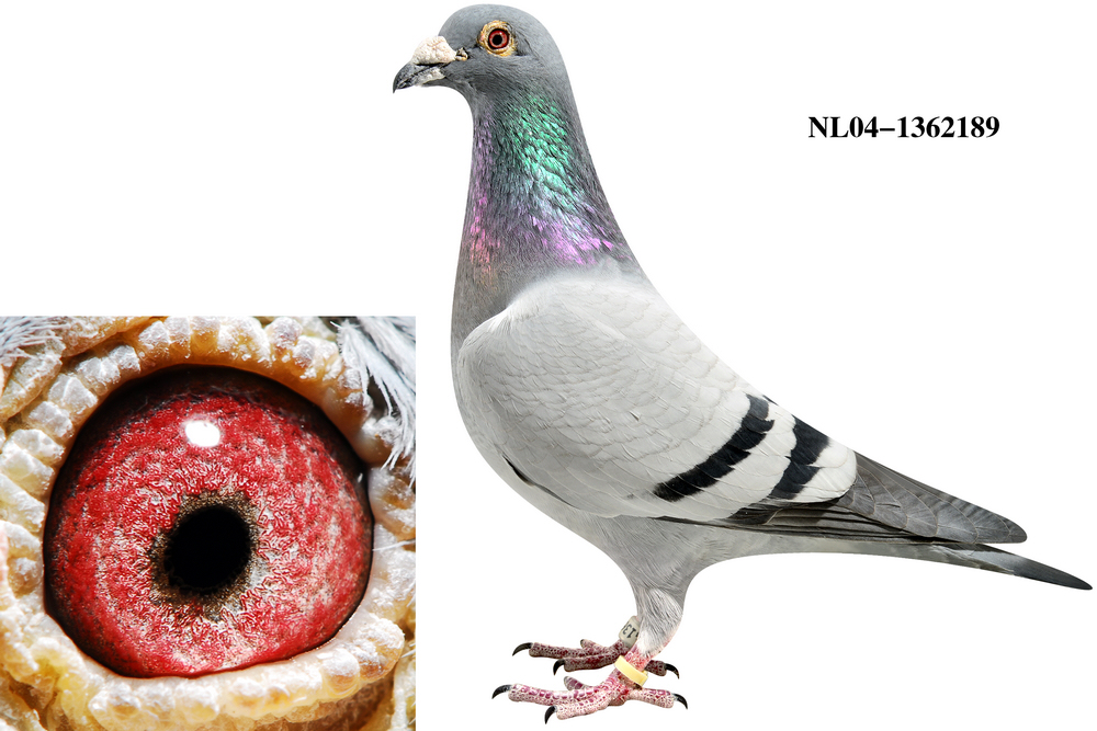 考夫曼_山西郝小虎鸽舍_ ag188.com爱鸽商城_中国信鸽信息网