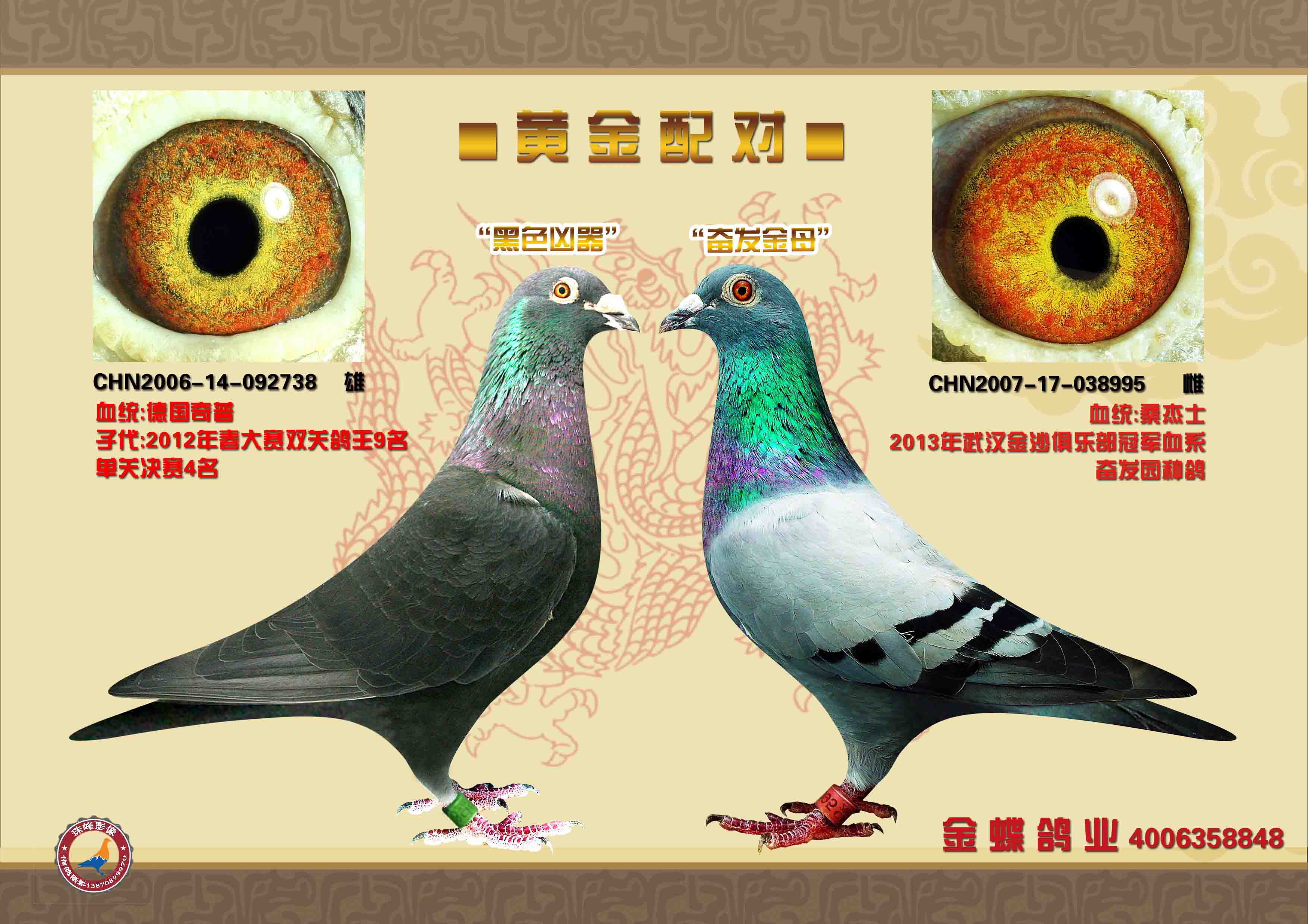 高级种鸽眼睛配对图片图片