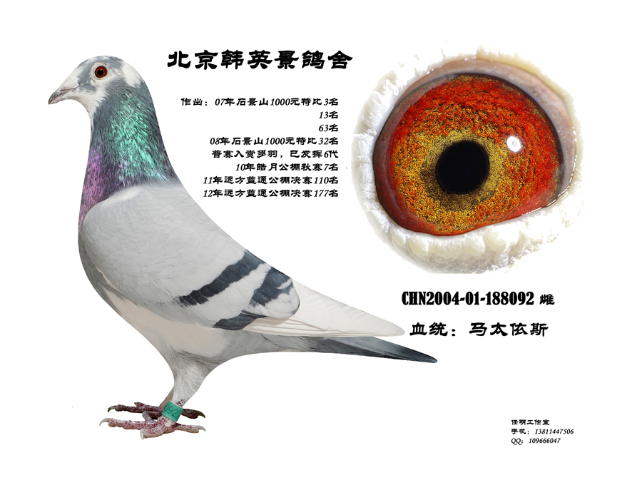 金母马太依斯_北京韩英景鸽舍_ag188.com爱鸽商城_中国信鸽信息网