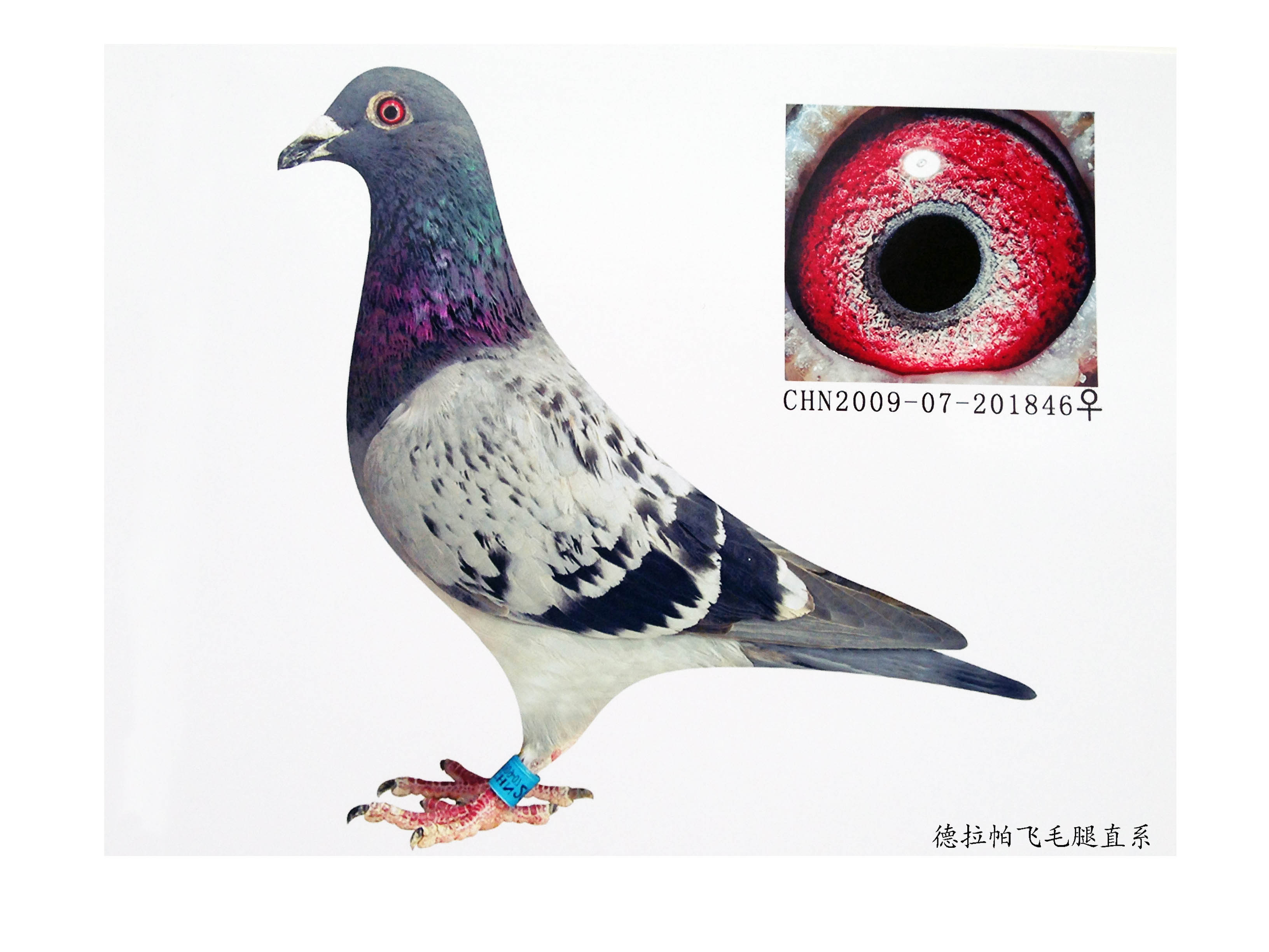 德拉帕飞毛腿孙