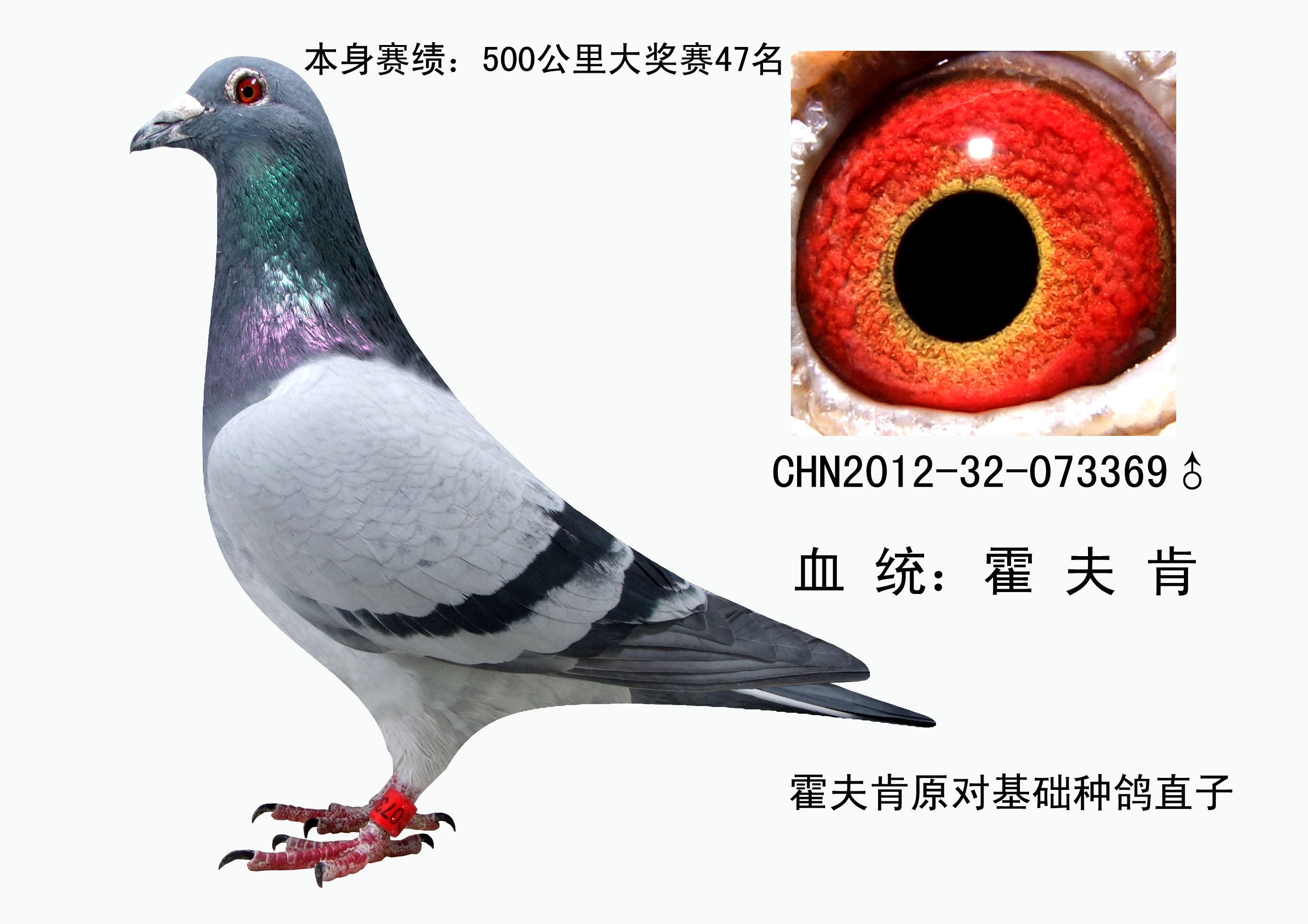 霍夫肯优秀子代雄