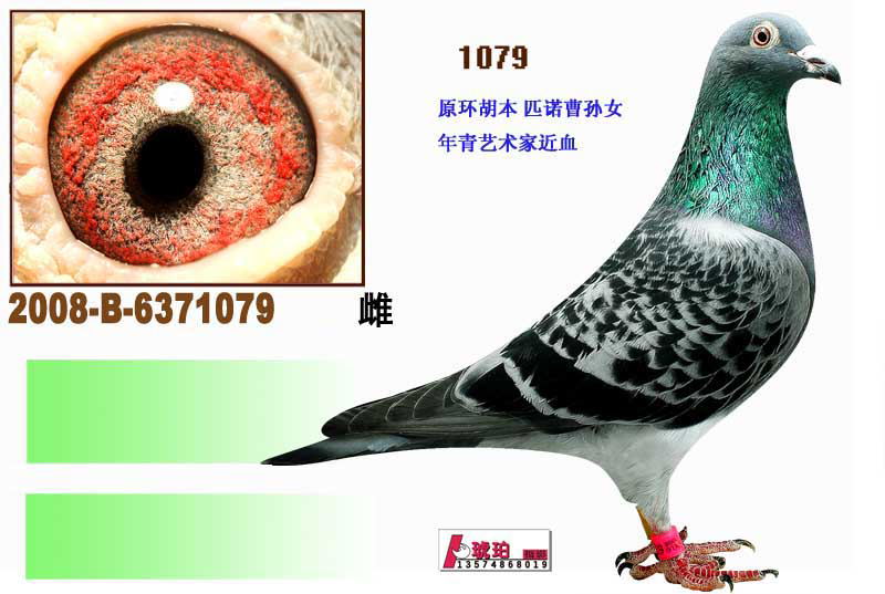 胡本原棚_湖南福缘_ag188.com爱鸽商城_中国信鸽信息网