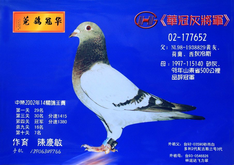 灰眼 砂:黄眼收 藏:点击收藏环 号:02-177652性 别:雄目 录:上海中荣