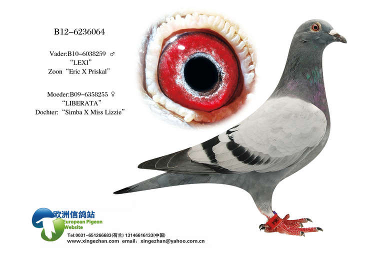 艾立克孙代_彬楚牧业_ ag188.com爱鸽商城_中信网