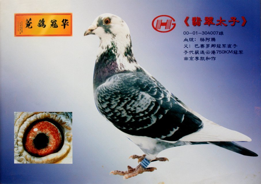 翡翠太子_山东华冠种鸽_ ag188.com爱鸽商城_中国信鸽信息网