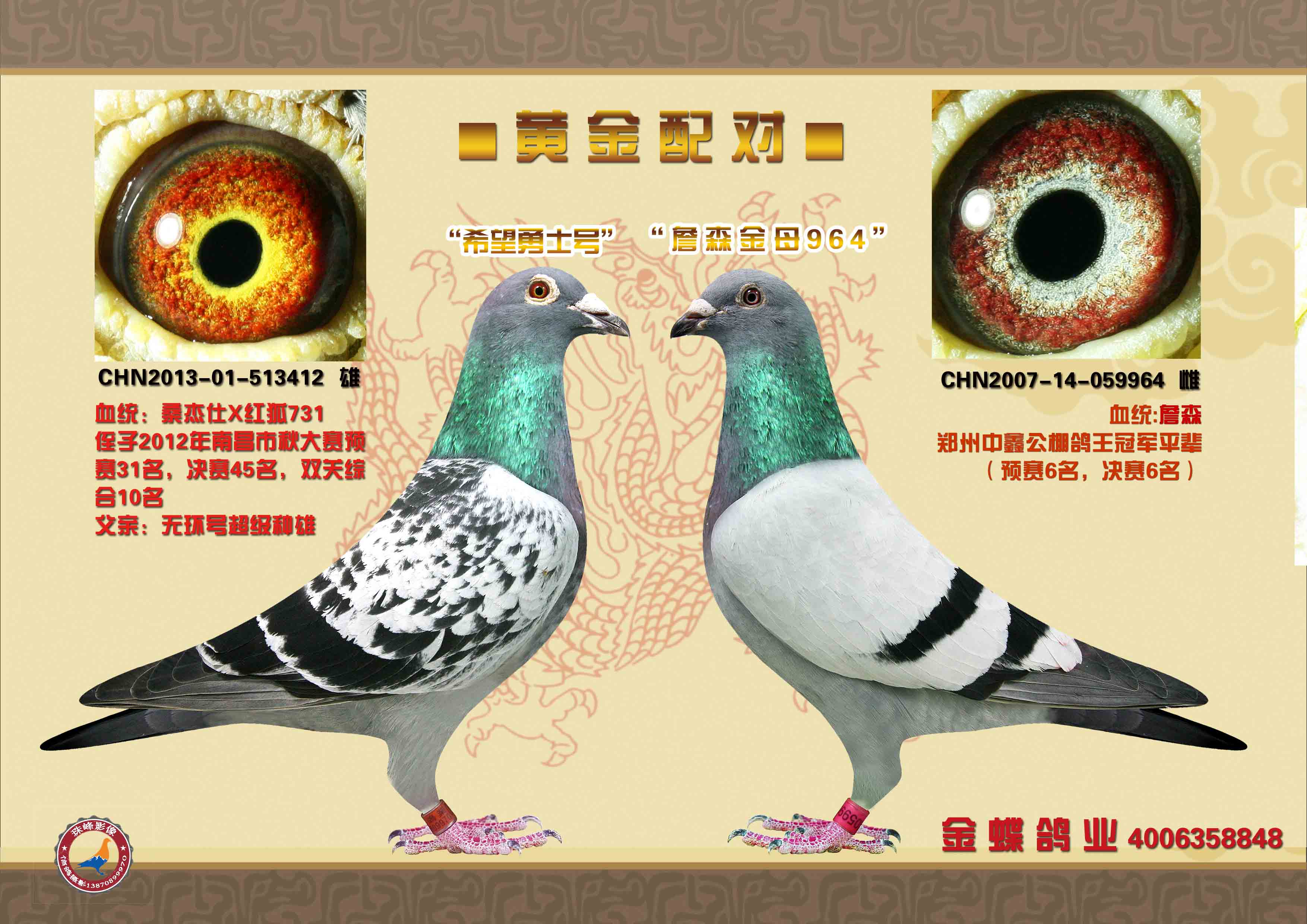 com爱鸽商城_中国信鸽信息网