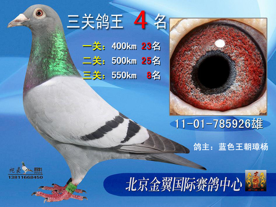 蓝色战神_京师鸽业-中信网爱鸽商城