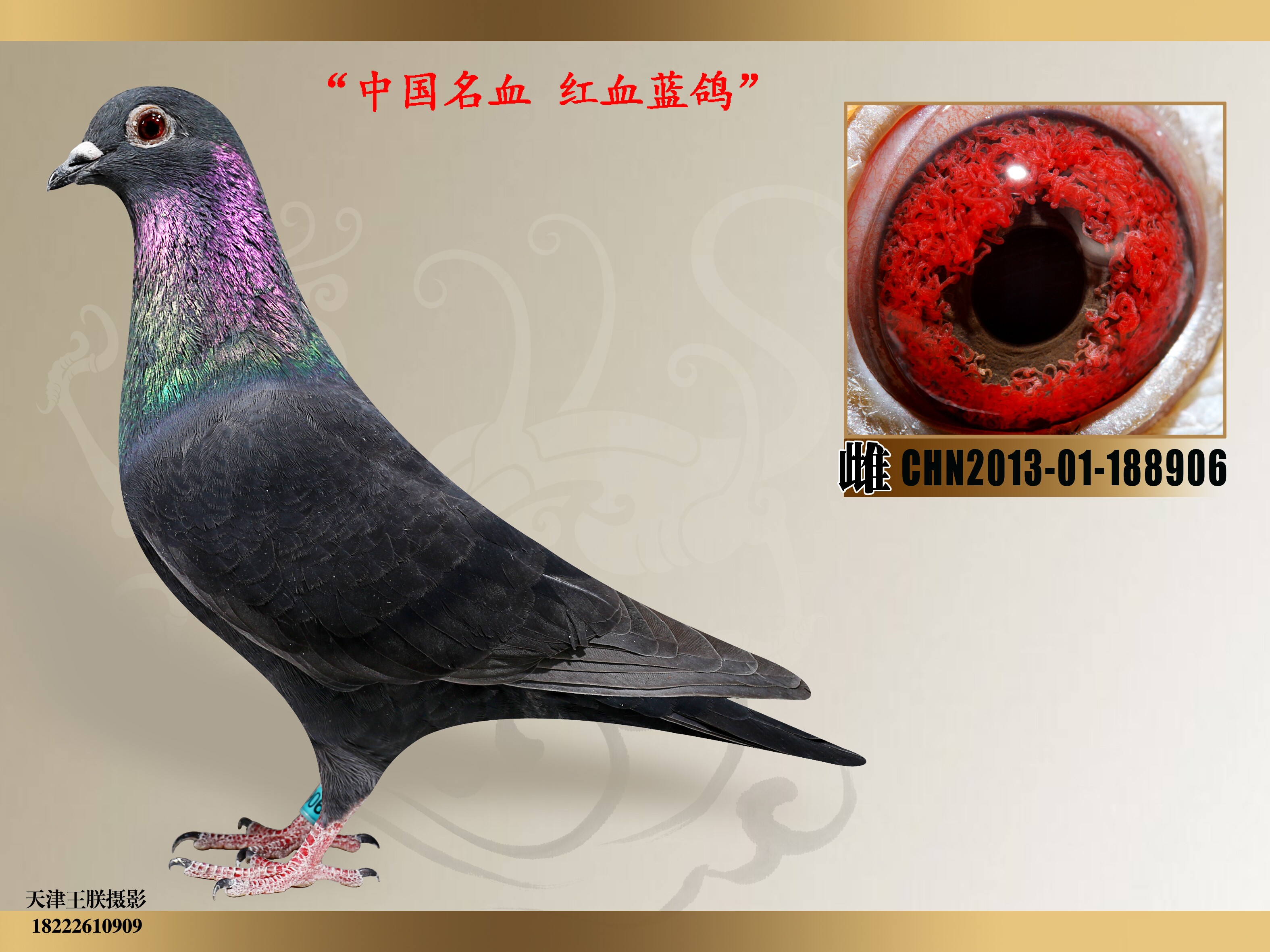 红血蓝鸽