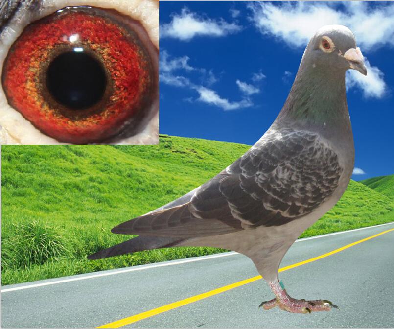 秀龙_战腾雷鸽业_ ag188.com爱鸽商城_中国信鸽信息网