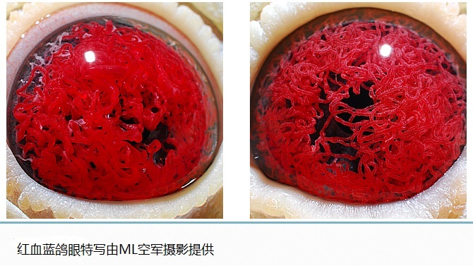 福建红血蓝眼信鸽出售图片