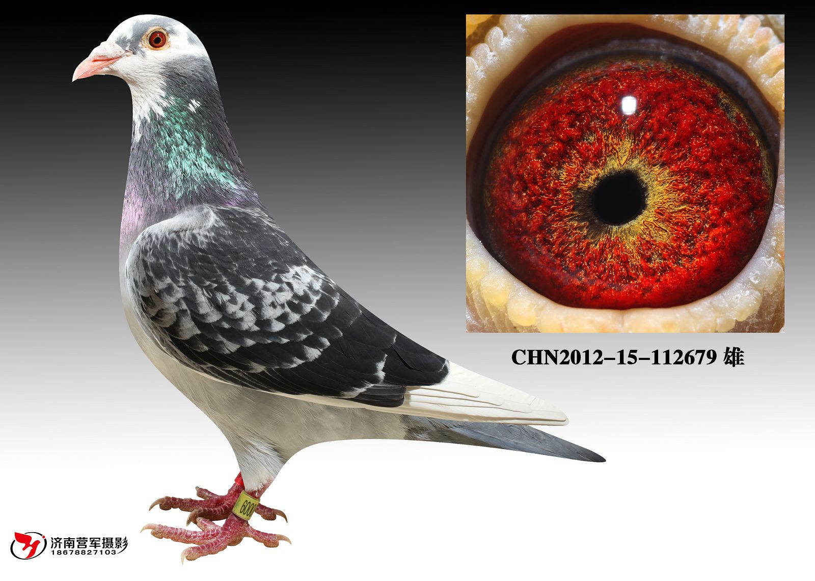 多利杨阿腾家族