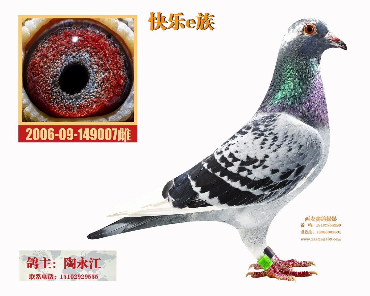 桑杰士007_西安快乐e族-陶永江-中信网爱鸽商城