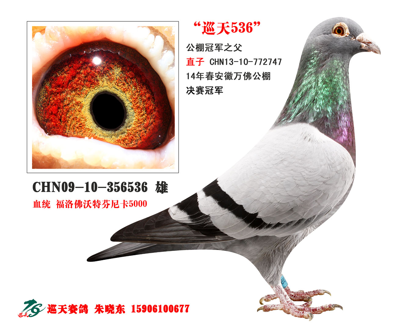 巡天747(公棚冠军)_巡天赛鸽_ ag188.com爱鸽商城_中国信鸽信息网