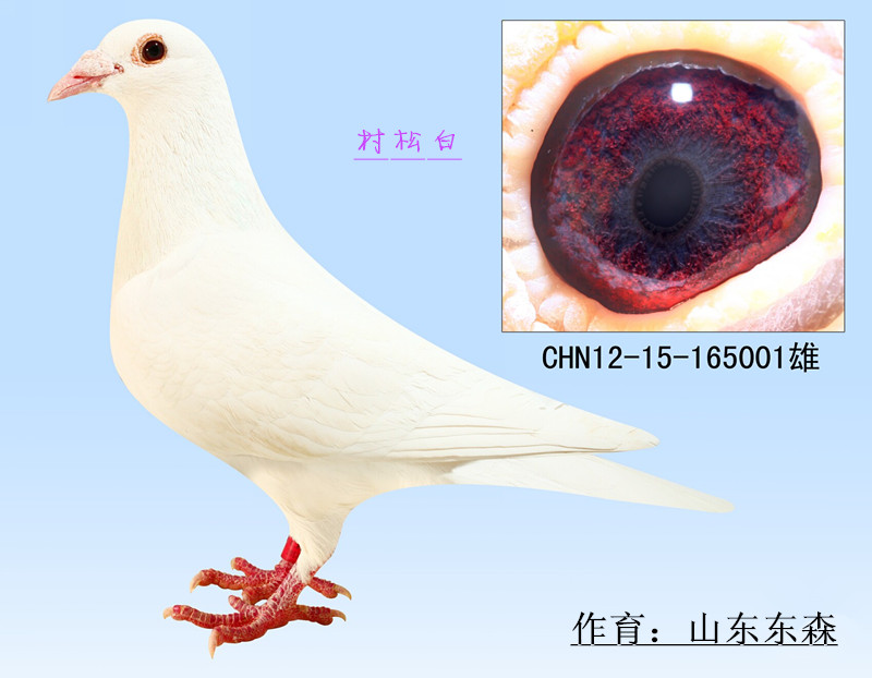 村松白001_山东东森鸽业_ag188.com爱鸽商城_中国信鸽信息网