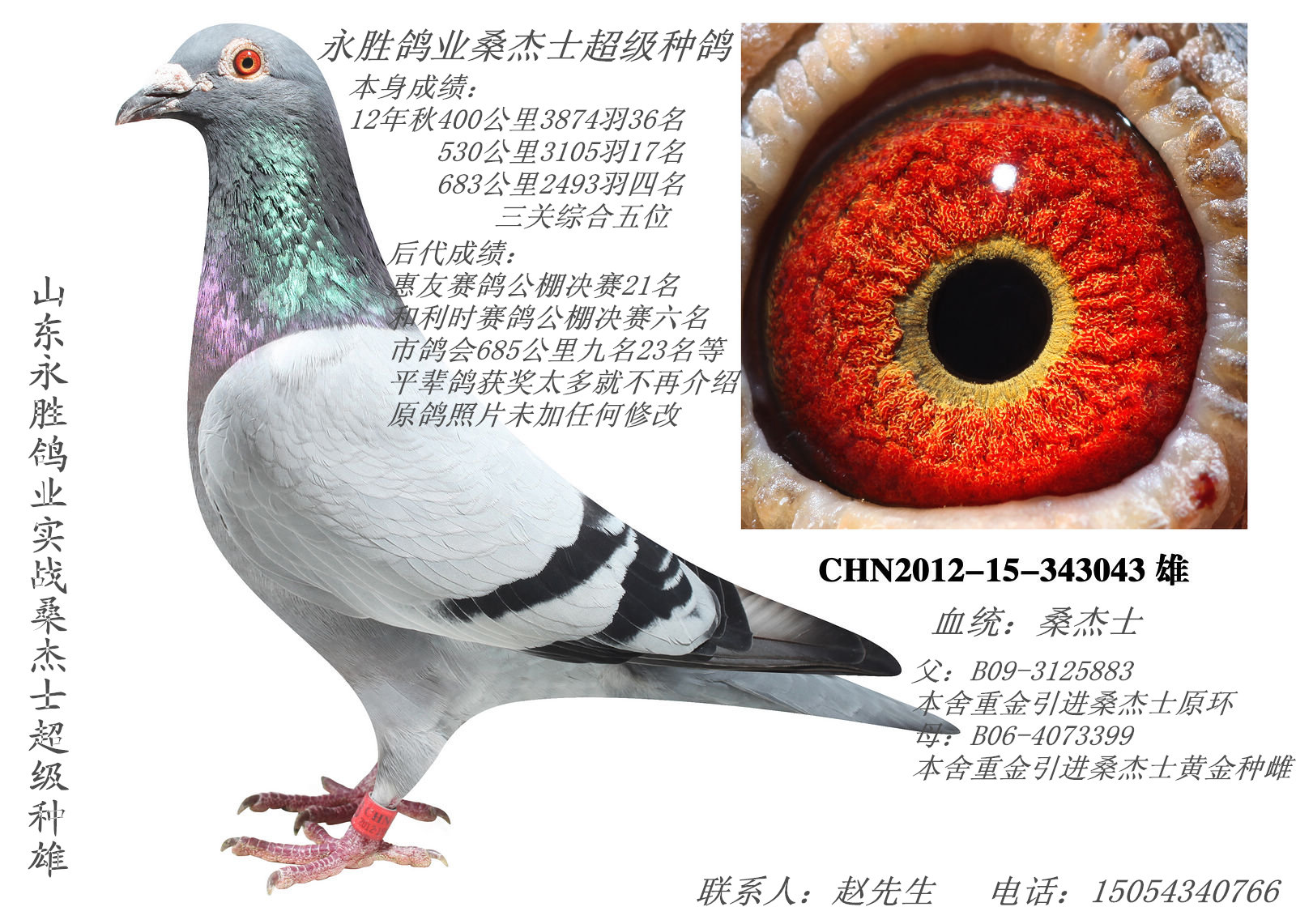 com爱鸽商城_中国信鸽信息网