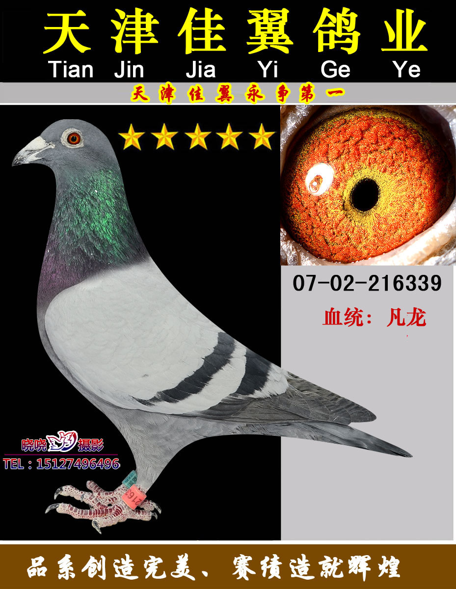 凡超级73系列_佳翼盛世信鸽传媒_ ag188.com爱鸽商城_中国信鸽信息网