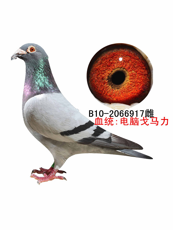 电脑戈马力