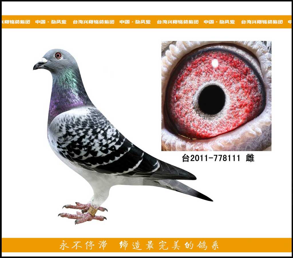 杨阿腾 翡翠闪电