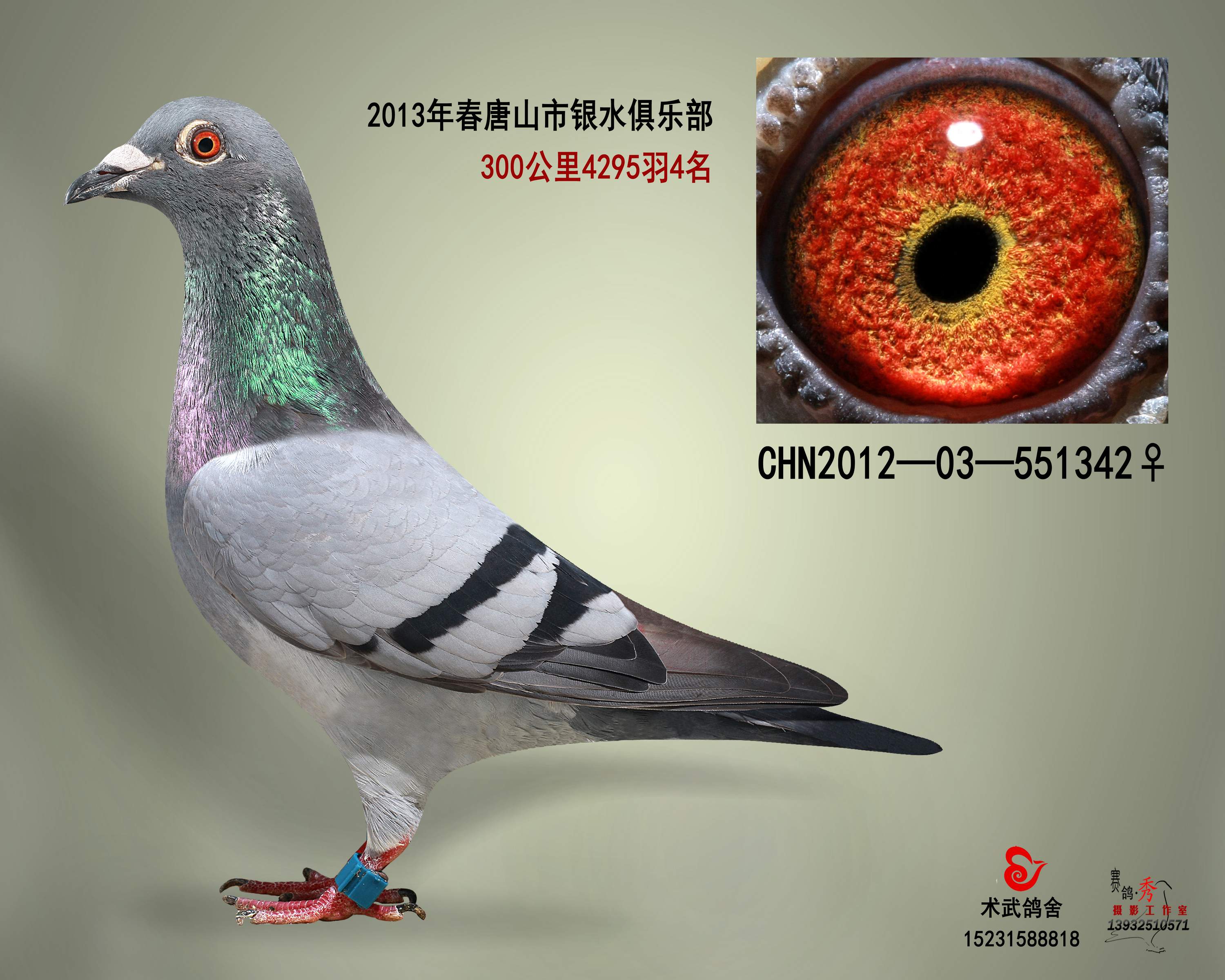 唐山银水鸽业种鸽图片图片