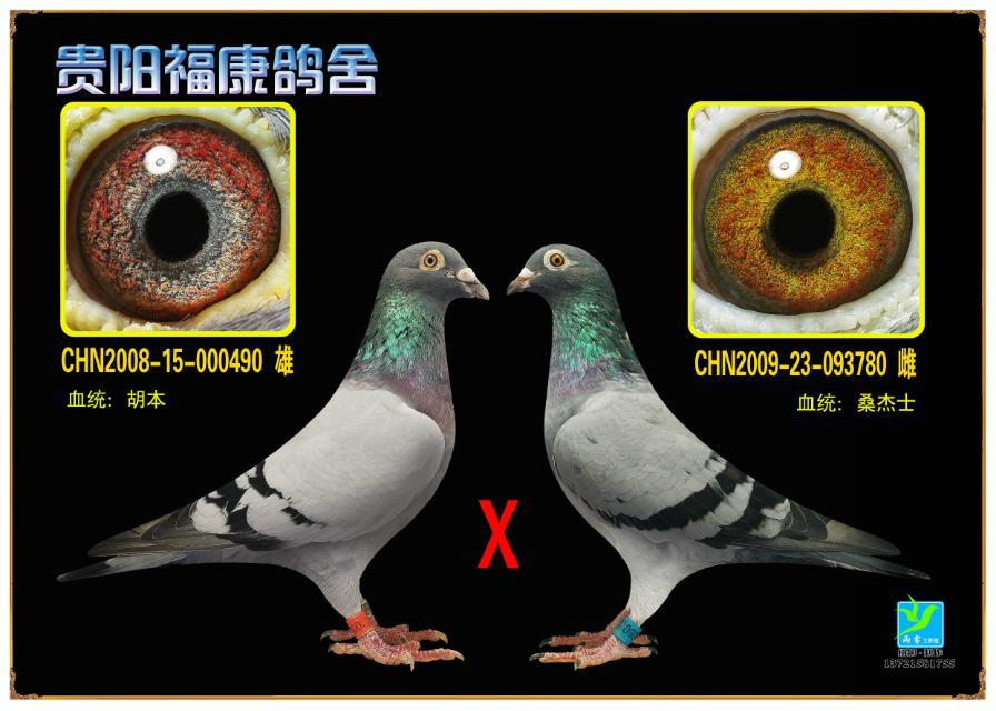 黄金配对_贵阳福康鸽舍-中信网爱鸽商城