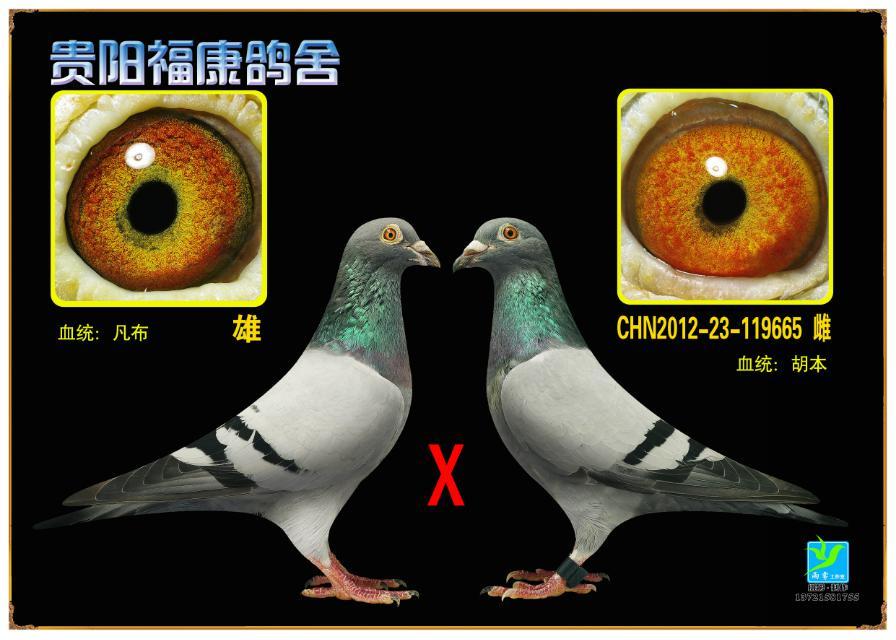 种鸽黄眼配黄眼优势图片