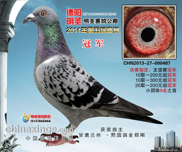 四川德阳明圣公棚冠军_兰州熙园鸽舍-中信网爱鸽商城