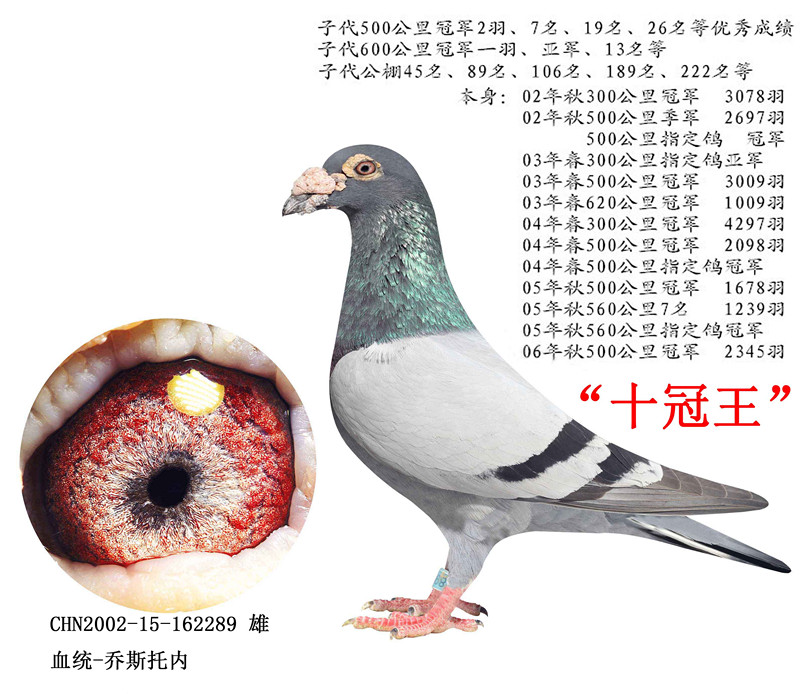 乔斯托内"十冠王"