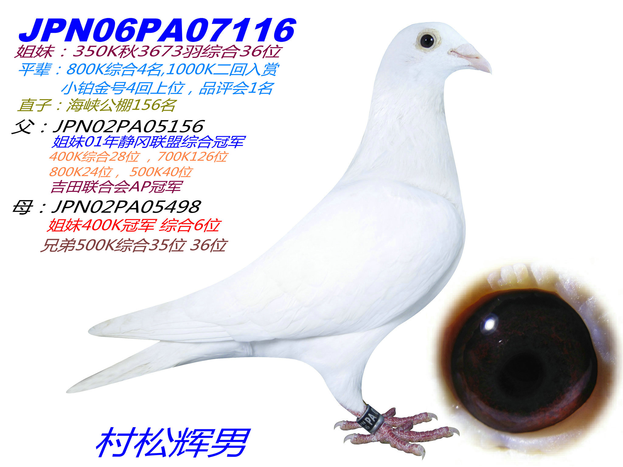 日本村松白信鸽图片图片