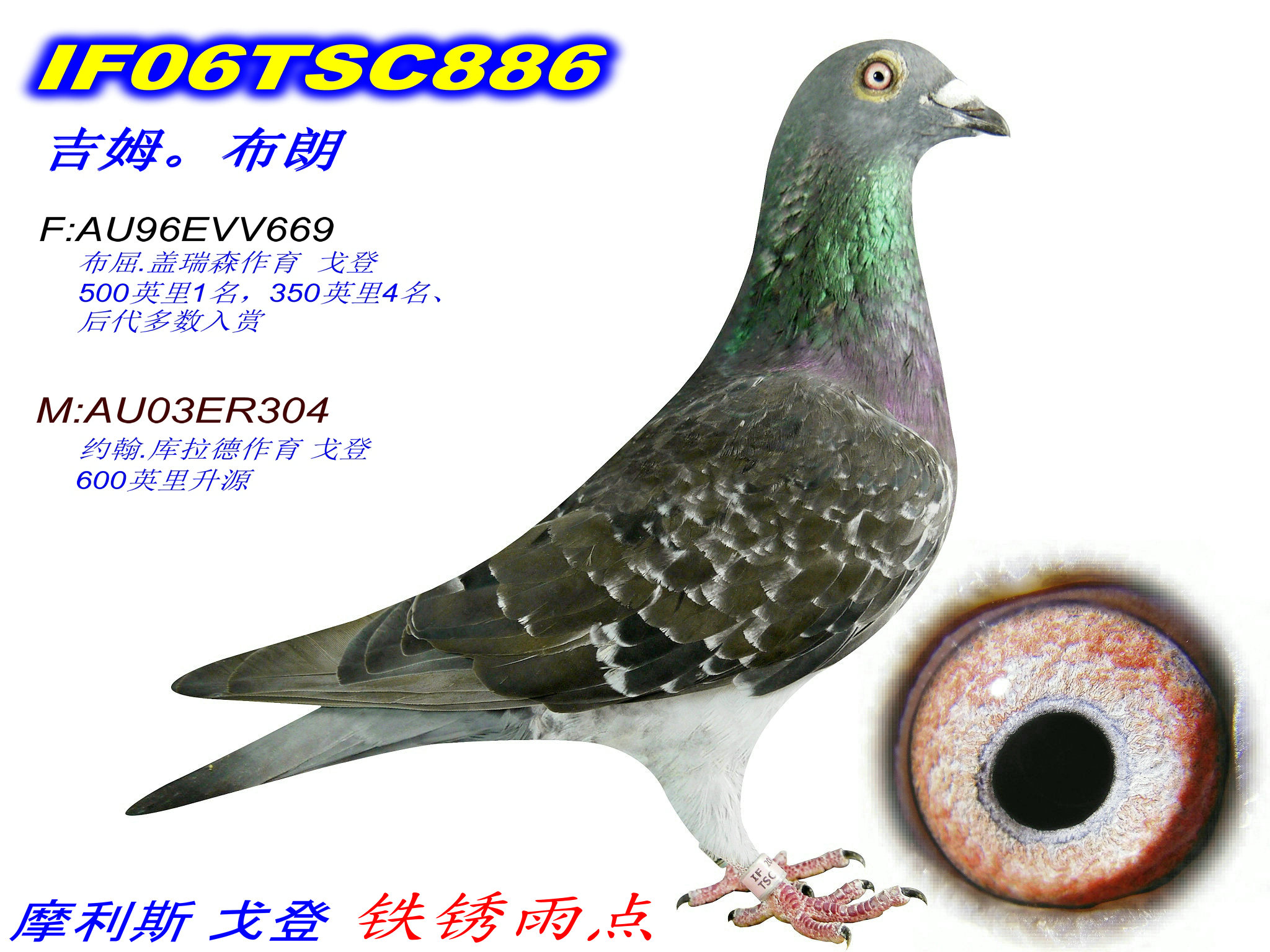 台湾戈登鸽系图片