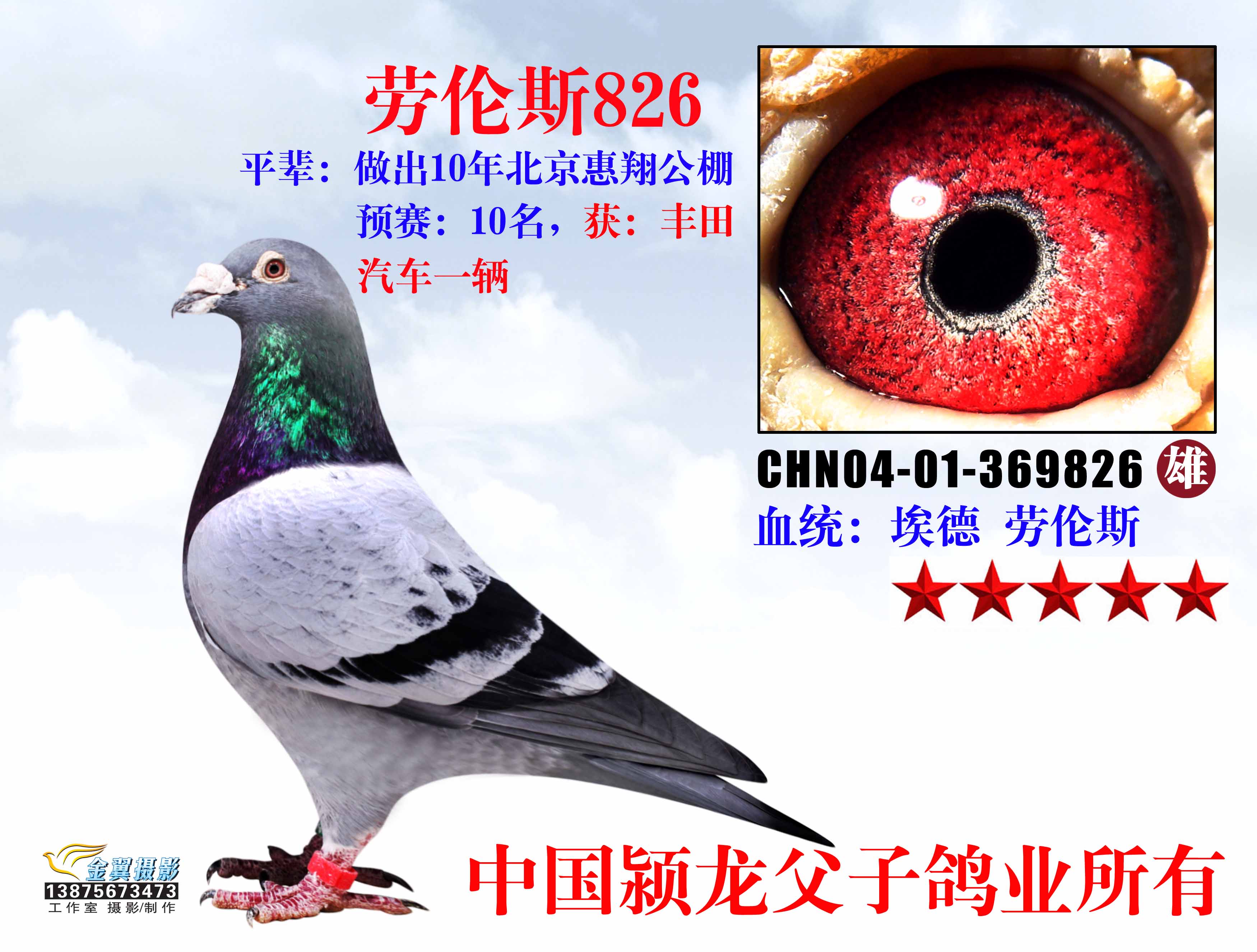 劳伦斯826_中国颍龙父子鸽业-中信网爱鸽商城