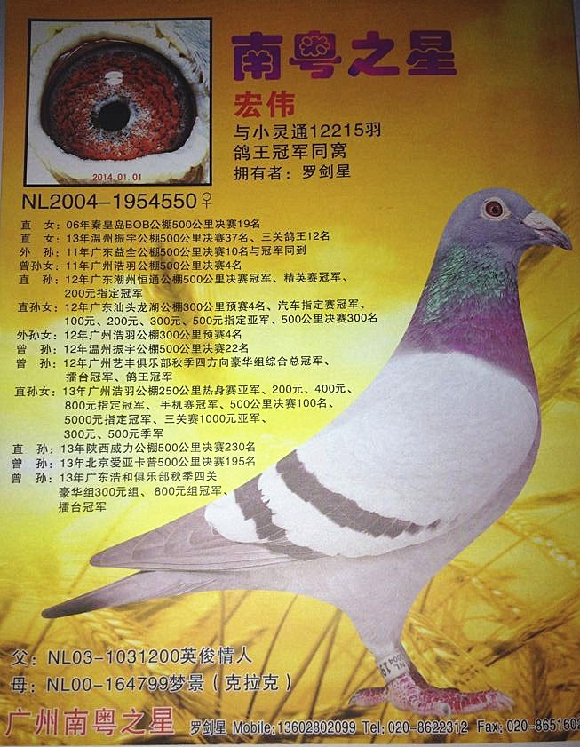 "新感觉"华夏王近亲作出(非卖品-南粤之星-罗剑星-中信网爱鸽商城