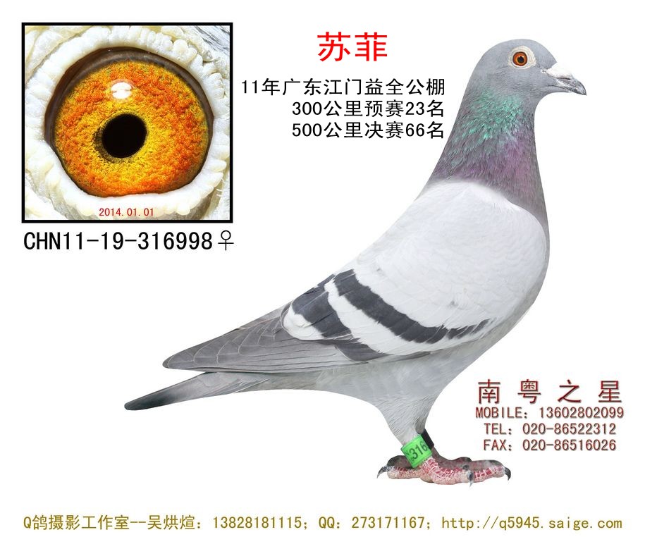 华夏王直孙"秘奥-南粤之星-罗剑星-中信网爱鸽商城