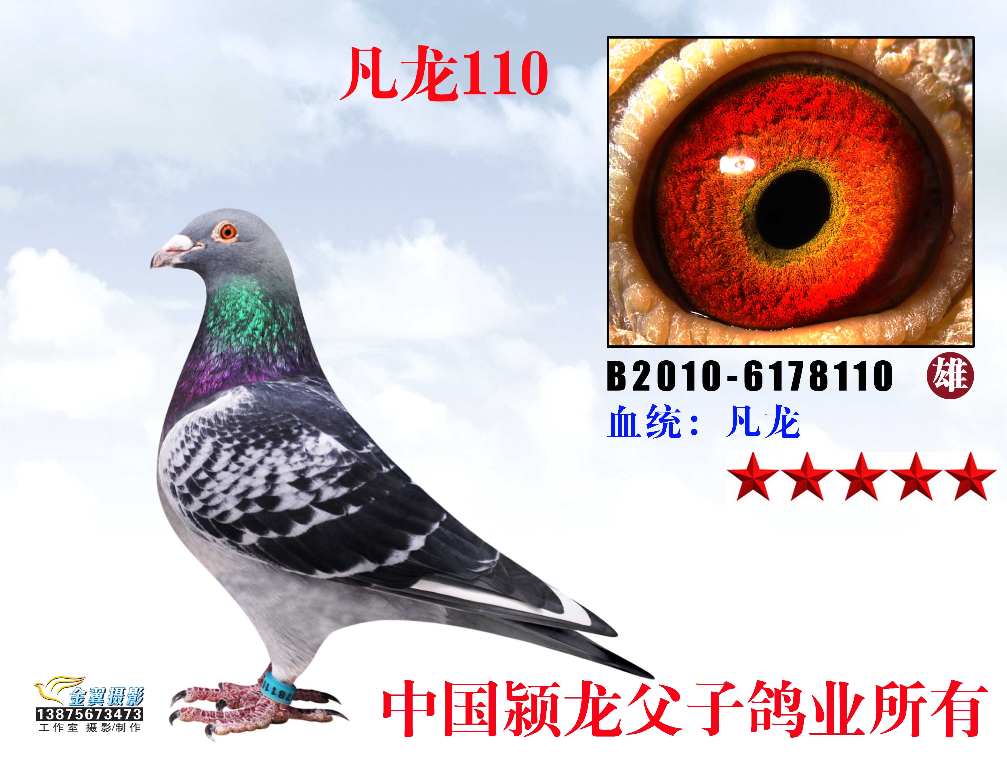 凡龙110_中国颍龙父子鸽业_ag188.com爱鸽商城_中国信鸽信息网