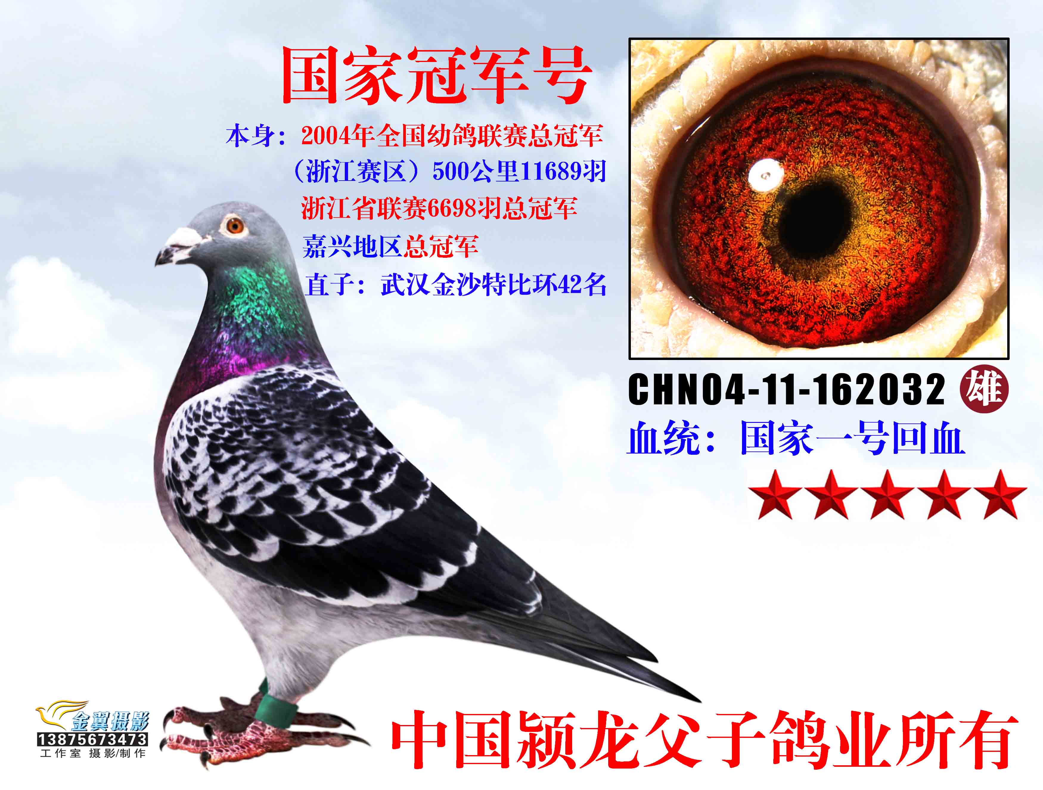 国家冠军号_中国颍龙父子鸽业_ag188.com爱鸽商城_中国信鸽信息网