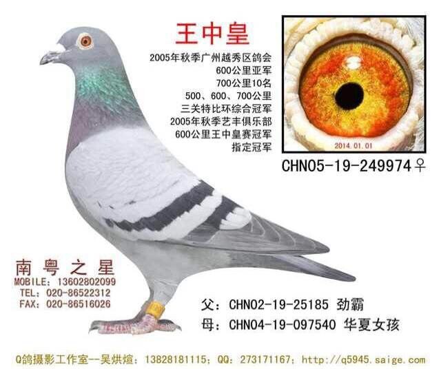 "王中皇"华夏王近亲作出(非卖品)_南粤之星-罗剑星-中信网爱鸽商城