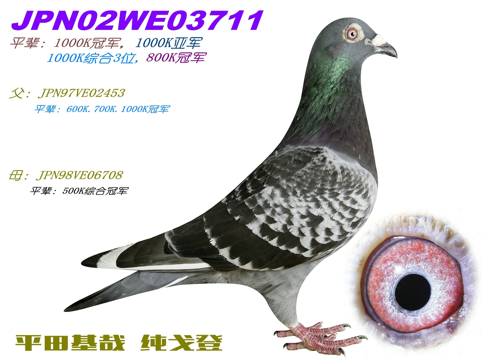 台湾戈登鸽系图片
