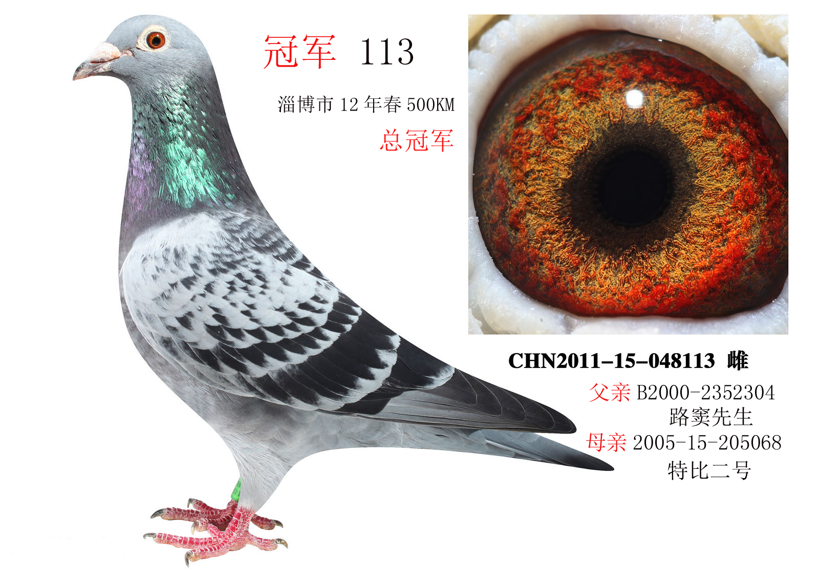 红眼皮信鸽冠军图片图片