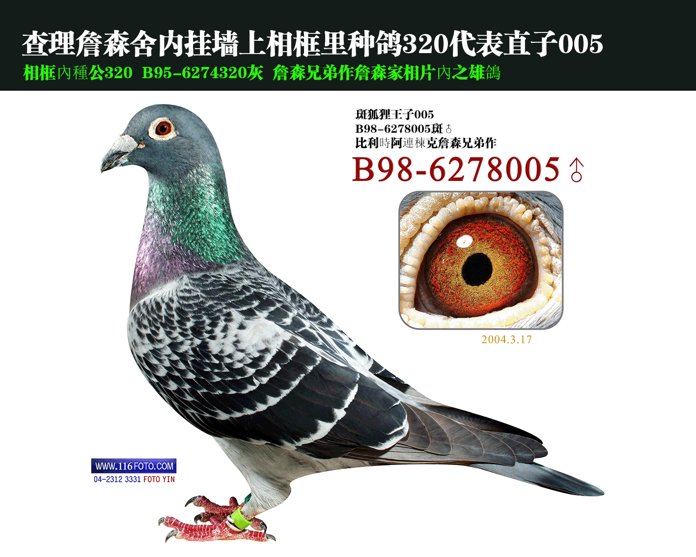 斑狐狸王子005_台湾帝王鸽舍-中信网爱鸽商城