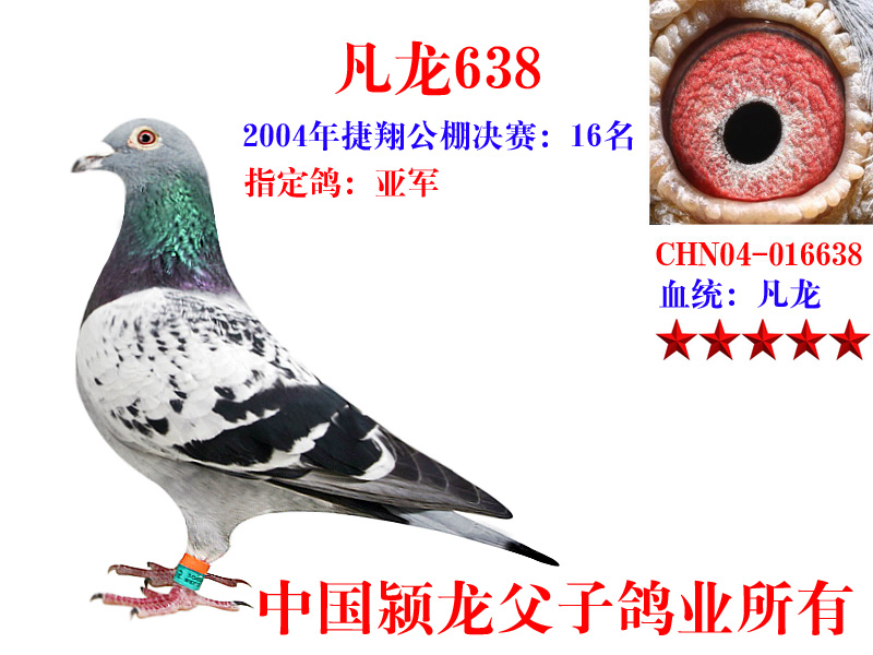 凡龙638_中国颍龙父子鸽业-中信网爱鸽商城