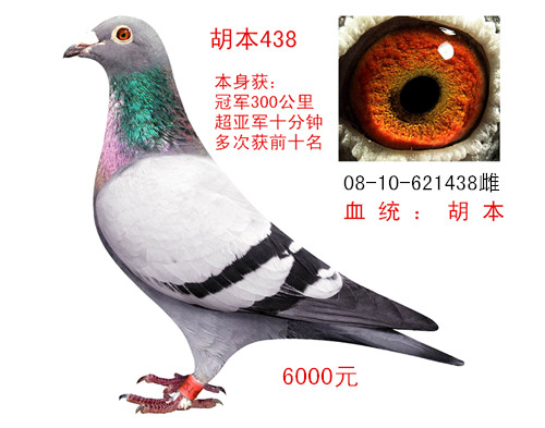 胡本438 已售_江苏三元鸽舍-中信网爱鸽商城