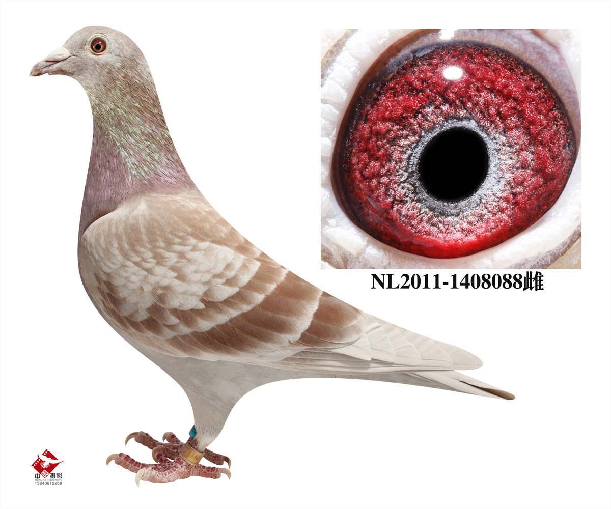 com爱鸽商城_中国信鸽信息网