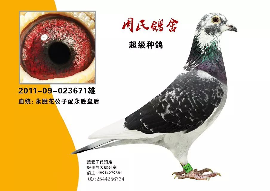 上海永胜鸽系起源图片
