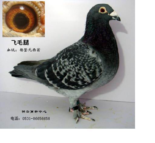 杨登元西翁雌(仅供欣赏)_祥云育种中心-中信网爱鸽商城