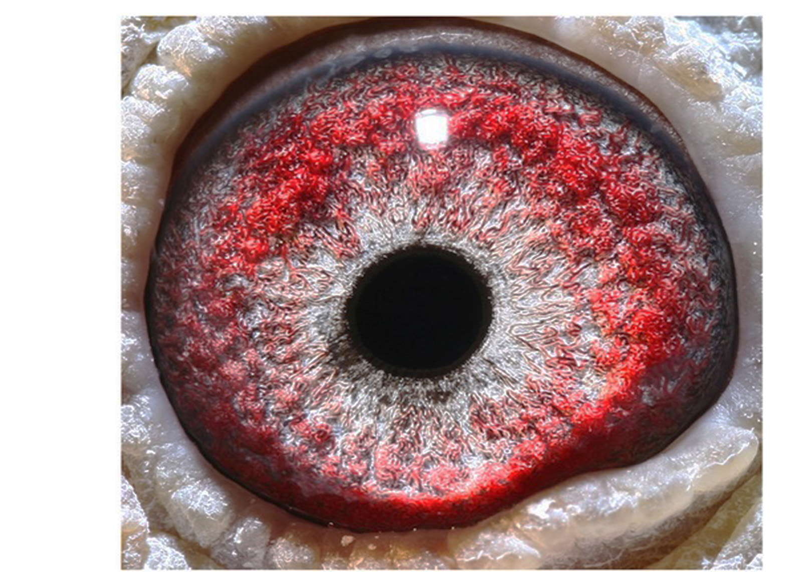 詹森0990*詹森019