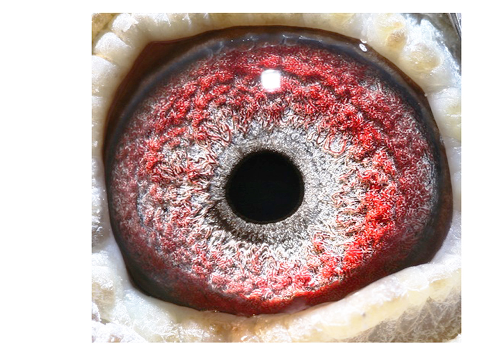 詹森铭鸽"9月人""公主号"