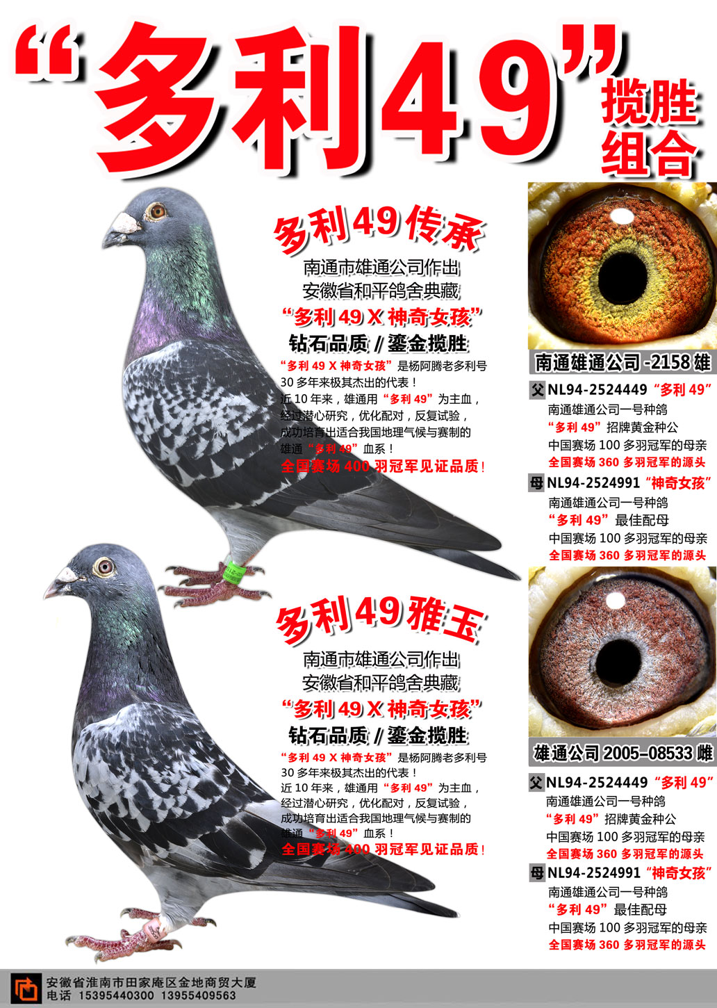 "多利49"经典配对组合